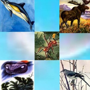 Animal Spirit Guide