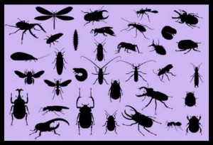 Bug Dreams