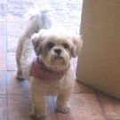 Mitzi