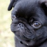 Little Dog Found