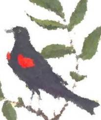 Blackbird/Red-Winged Blackbird animal totem