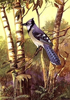 Blue Jay animal totem