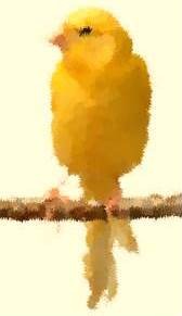 Canary animal totem
