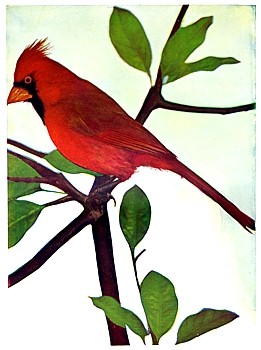 Cardinal animal totem
