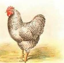Chicken/Hen animal totem
