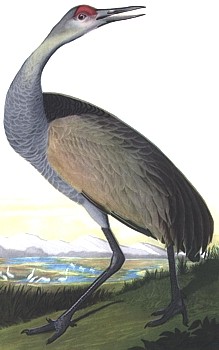 Crane animal totem