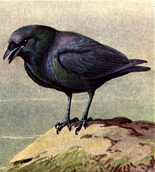 Crow animal totem