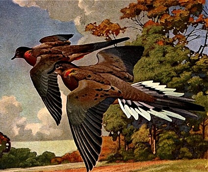 Dove animal totem