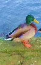 Duck animal totem