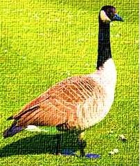 Goose animal totem