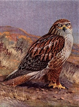 Hawk animal totem