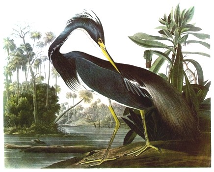 Heron animal totem
