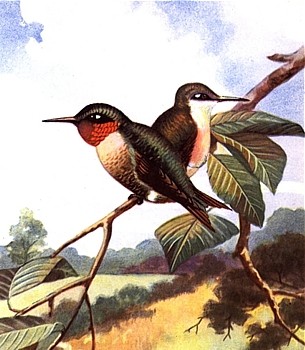 Hummingbird animal totem