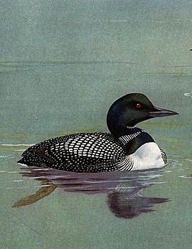 Loon animal totem