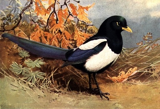 Magpie animal totem