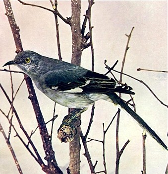 Mockingbird animal totem