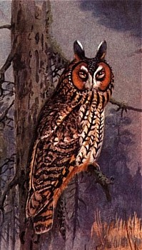 Owl animal totem