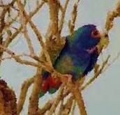 Parrot animal totem