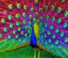 Peacock animal totem