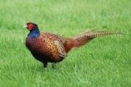 Pheasant animal totem