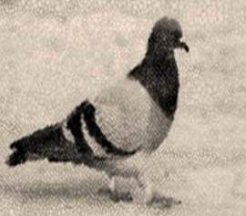 Pigeon animal totem