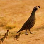 Quail animal totem