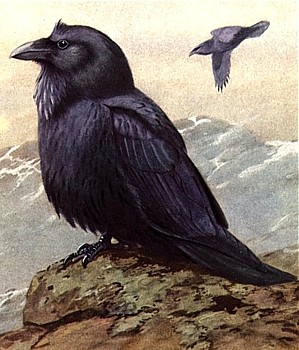 Raven animal totem