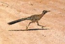 Roadrunner animal totem