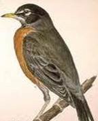 Robin animal totem