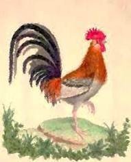 Rooster/Cock animal totem