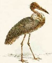 Stork animal totem