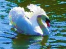 Swan animal totem