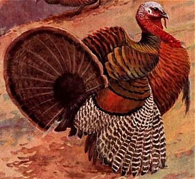 Turkey animal totem