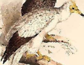 Vulture animal totem
