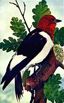 Woodpecker animal totem