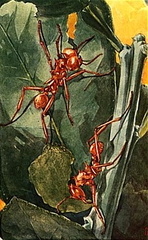 Ant animal totem