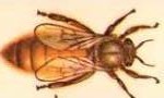 Bee animal totem