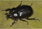 Beetle animal totem