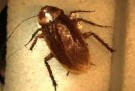 Cockroach animal totem
