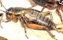 Cricket animal totem