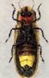 Firefly animal totem