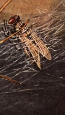 Fly animal totem