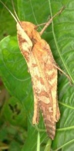 Grasshopper/Locust animal totem