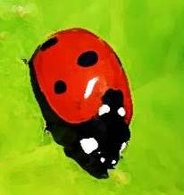 Ladybug animal totem