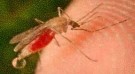 Mosquito animal totem
