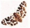 Moth animal totem