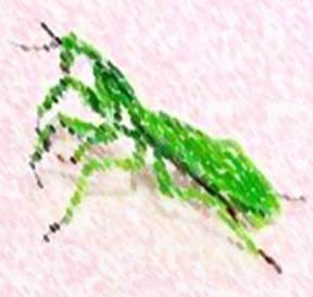 Praying Mantis animal totem