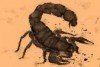 Scorpion animal totem