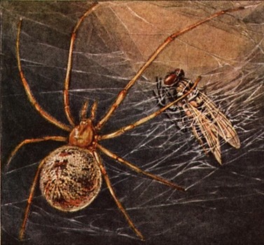 Spider animal totem