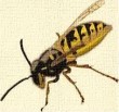 Wasp animal totem